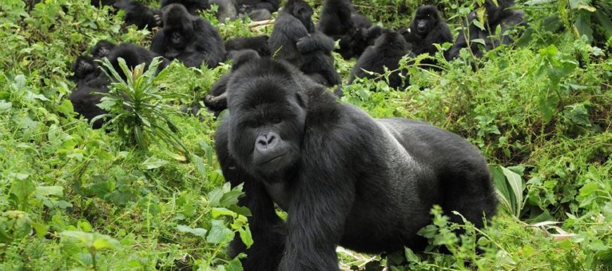 rwanda-mountain-gorillas-volcanoes-national-park-723956_rw