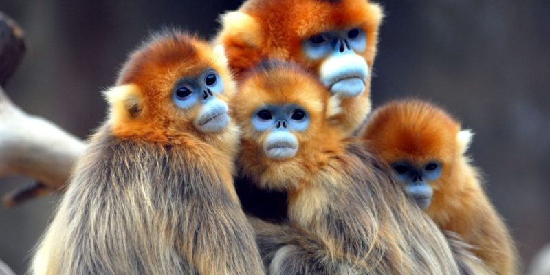 Rwanda golden monkeys