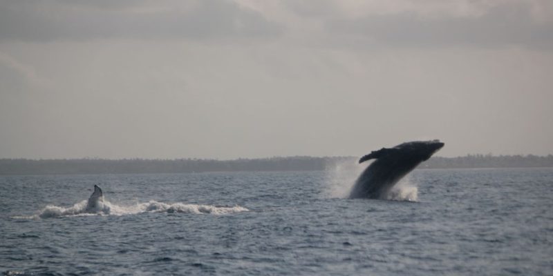 Zanzibar whales